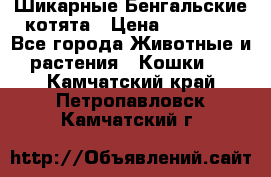 Шикарные Бенгальские котята › Цена ­ 25 000 - Все города Животные и растения » Кошки   . Камчатский край,Петропавловск-Камчатский г.